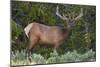 Elk (Cervus Canadensis) Near Lake Village, Yellowstone National Park, Wyoming, U.S.A.-Michael DeFreitas-Mounted Photographic Print