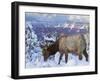 Elk (Cervus Canadensis) (Wapiti), Grand Canyon Nat'l Park, UNESCO World Heritage Site, Arizona, USA-Michael Nolan-Framed Photographic Print