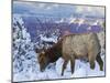 Elk (Cervus Canadensis) (Wapiti), Grand Canyon Nat'l Park, UNESCO World Heritage Site, Arizona, USA-Michael Nolan-Mounted Photographic Print