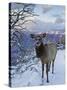 Elk (Cervus Canadensis) (Wapiti), Grand Canyon Nat'l Park, UNESCO World Heritage Site, Arizona, USA-Michael Nolan-Stretched Canvas