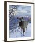 Elk (Cervus Canadensis) (Wapiti), Grand Canyon Nat'l Park, UNESCO World Heritage Site, Arizona, USA-Michael Nolan-Framed Photographic Print