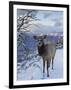 Elk (Cervus Canadensis) (Wapiti), Grand Canyon Nat'l Park, UNESCO World Heritage Site, Arizona, USA-Michael Nolan-Framed Photographic Print