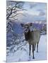 Elk (Cervus Canadensis) (Wapiti), Grand Canyon Nat'l Park, UNESCO World Heritage Site, Arizona, USA-Michael Nolan-Mounted Photographic Print
