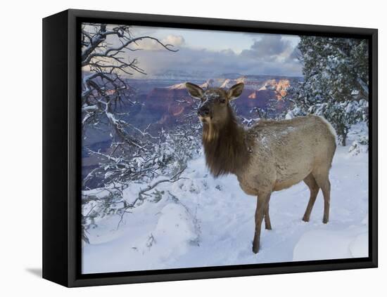 Elk (Cervus Canadensis) (Wapiti), Grand Canyon Nat'l Park, UNESCO World Heritage Site, Arizona, USA-Michael Nolan-Framed Stretched Canvas