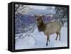 Elk (Cervus Canadensis) (Wapiti), Grand Canyon Nat'l Park, UNESCO World Heritage Site, Arizona, USA-Michael Nolan-Framed Stretched Canvas