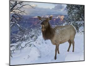 Elk (Cervus Canadensis) (Wapiti), Grand Canyon Nat'l Park, UNESCO World Heritage Site, Arizona, USA-Michael Nolan-Mounted Photographic Print