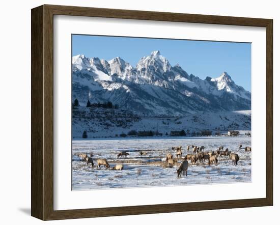 Elk (Cervus Canadensis) with Antlers, Snow-Covered Teton Mountains in the Background, Elk Wildlife -Kimberly Walker-Framed Photographic Print