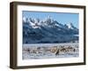 Elk (Cervus Canadensis) with Antlers, Snow-Covered Teton Mountains in the Background, Elk Wildlife -Kimberly Walker-Framed Photographic Print