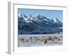 Elk (Cervus Canadensis) with Antlers, Snow-Covered Teton Mountains in the Background, Elk Wildlife -Kimberly Walker-Framed Photographic Print