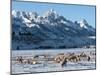 Elk (Cervus Canadensis) with Antlers, Snow-Covered Teton Mountains in the Background, Elk Wildlife -Kimberly Walker-Mounted Photographic Print