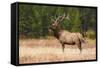 Elk (Cervus Canadensis), Yellowstone National Park, Wyoming, United States of America-Gary Cook-Framed Stretched Canvas
