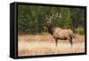 Elk (Cervus Canadensis), Yellowstone National Park, Wyoming, United States of America-Gary Cook-Framed Stretched Canvas