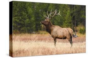 Elk (Cervus Canadensis), Yellowstone National Park, Wyoming, United States of America-Gary Cook-Stretched Canvas