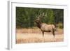 Elk (Cervus Canadensis), Yellowstone National Park, Wyoming, United States of America-Gary Cook-Framed Photographic Print