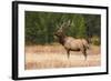 Elk (Cervus Canadensis), Yellowstone National Park, Wyoming, United States of America-Gary Cook-Framed Photographic Print