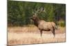 Elk (Cervus Canadensis), Yellowstone National Park, Wyoming, United States of America-Gary Cook-Mounted Photographic Print