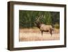 Elk (Cervus Canadensis), Yellowstone National Park, Wyoming, United States of America-Gary Cook-Framed Photographic Print