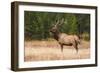 Elk (Cervus Canadensis), Yellowstone National Park, Wyoming, United States of America-Gary Cook-Framed Photographic Print