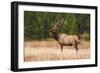 Elk (Cervus Canadensis), Yellowstone National Park, Wyoming, United States of America-Gary Cook-Framed Photographic Print