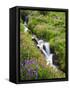 Elk Cove Creek Flowing Through Meadow of Wildflowers, Mt. Hood Wilderness, Oregon, USA-Steve Terrill-Framed Stretched Canvas