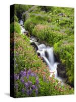 Elk Cove Creek Flowing Through Meadow of Wildflowers, Mt. Hood Wilderness, Oregon, USA-Steve Terrill-Stretched Canvas