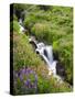 Elk Cove Creek Flowing Through Meadow of Wildflowers, Mt. Hood Wilderness, Oregon, USA-Steve Terrill-Stretched Canvas