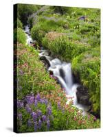 Elk Cove Creek Flowing Through Meadow of Wildflowers, Mt. Hood Wilderness, Oregon, USA-Steve Terrill-Stretched Canvas