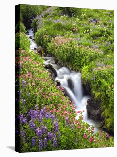 Elk Cove Creek Flowing Through Meadow of Wildflowers, Mt. Hood Wilderness, Oregon, USA-Steve Terrill-Stretched Canvas