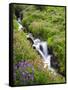 Elk Cove Creek Flowing Through Meadow of Wildflowers, Mt. Hood Wilderness, Oregon, USA-Steve Terrill-Framed Stretched Canvas