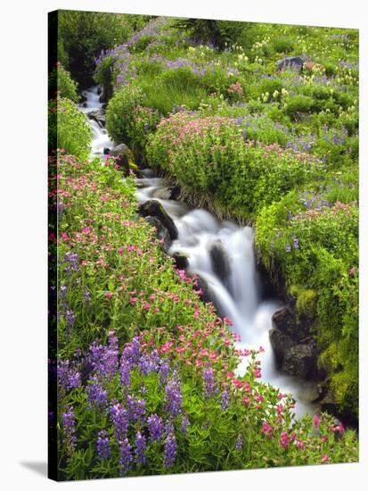 Elk Cove Creek Flowing Through Meadow of Wildflowers, Mt. Hood Wilderness, Oregon, USA-Steve Terrill-Stretched Canvas