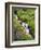 Elk Cove Creek Flowing Through Meadow of Wildflowers, Mt. Hood Wilderness, Oregon, USA-Steve Terrill-Framed Photographic Print