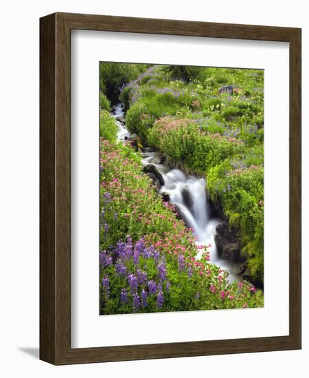 Elk Cove Creek Flowing Through Meadow of Wildflowers, Mt. Hood Wilderness, Oregon, USA-Steve Terrill-Framed Photographic Print