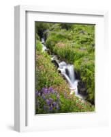 Elk Cove Creek Flowing Through Meadow of Wildflowers, Mt. Hood Wilderness, Oregon, USA-Steve Terrill-Framed Photographic Print