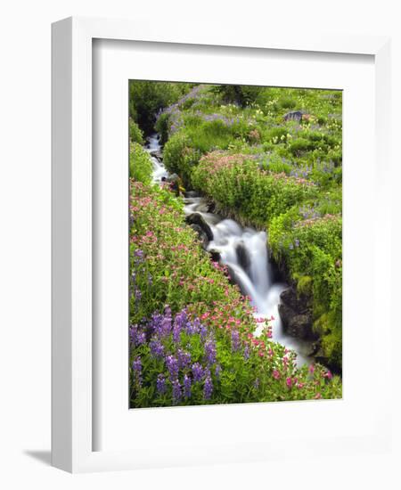 Elk Cove Creek Flowing Through Meadow of Wildflowers, Mt. Hood Wilderness, Oregon, USA-Steve Terrill-Framed Photographic Print