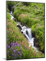 Elk Cove Creek Flowing Through Meadow of Wildflowers, Mt. Hood Wilderness, Oregon, USA-Steve Terrill-Mounted Photographic Print