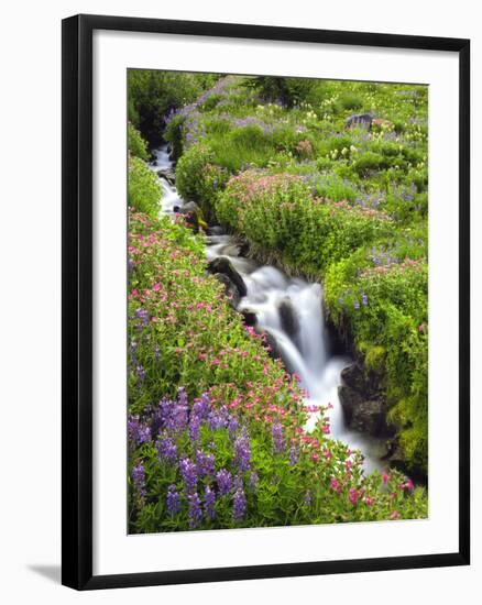 Elk Cove Creek Flowing Through Meadow of Wildflowers, Mt. Hood Wilderness, Oregon, USA-Steve Terrill-Framed Photographic Print