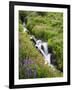 Elk Cove Creek Flowing Through Meadow of Wildflowers, Mt. Hood Wilderness, Oregon, USA-Steve Terrill-Framed Photographic Print