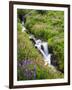 Elk Cove Creek Flowing Through Meadow of Wildflowers, Mt. Hood Wilderness, Oregon, USA-Steve Terrill-Framed Photographic Print