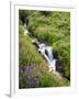 Elk Cove Creek Flowing Through Meadow of Wildflowers, Mt. Hood Wilderness, Oregon, USA-Steve Terrill-Framed Photographic Print