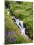 Elk Cove Creek Flowing Through Meadow of Wildflowers, Mt. Hood Wilderness, Oregon, USA-Steve Terrill-Mounted Photographic Print