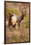 Elk cows grazing and looking for danger.-Larry Ditto-Framed Photographic Print