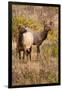 Elk cows grazing and looking for danger.-Larry Ditto-Framed Photographic Print