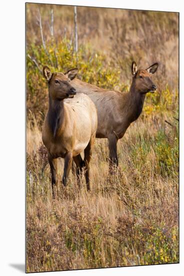 Elk cows grazing and looking for danger.-Larry Ditto-Mounted Premium Photographic Print