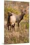 Elk cows grazing and looking for danger.-Larry Ditto-Mounted Premium Photographic Print