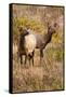 Elk cows grazing and looking for danger.-Larry Ditto-Framed Stretched Canvas