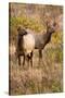 Elk cows grazing and looking for danger.-Larry Ditto-Stretched Canvas