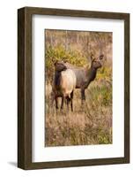 Elk cows grazing and looking for danger.-Larry Ditto-Framed Photographic Print