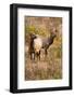 Elk cows grazing and looking for danger.-Larry Ditto-Framed Photographic Print