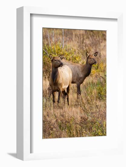 Elk cows grazing and looking for danger.-Larry Ditto-Framed Photographic Print