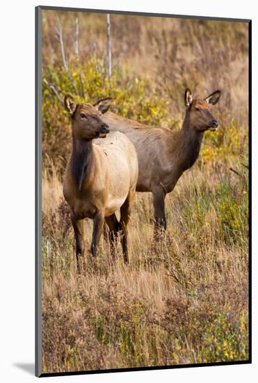 Elk cows grazing and looking for danger.-Larry Ditto-Mounted Photographic Print